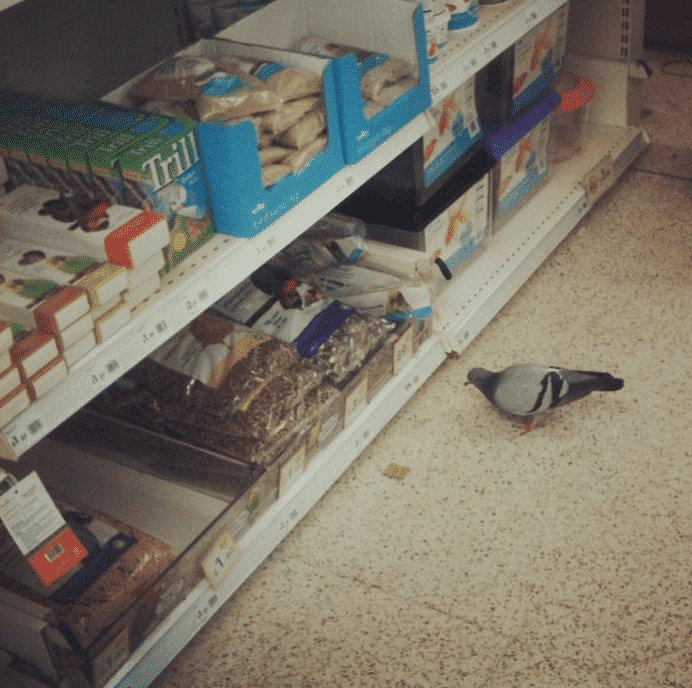 disinfestazione piccioni nei negozi