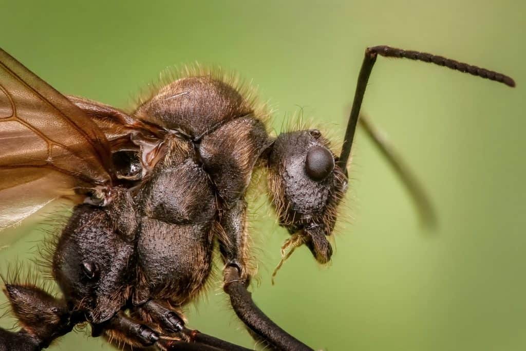 disinfestazione formiche costo