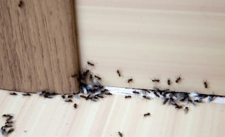 infestazione formiche in casa