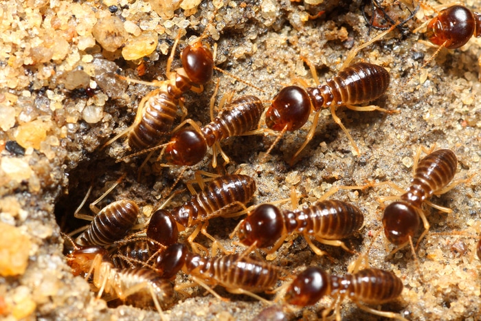 termiti disinfestazione